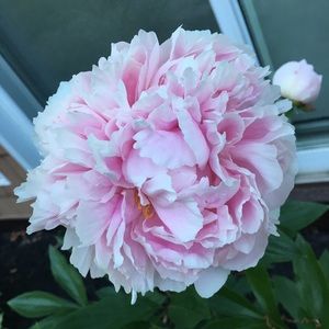 Meet your Posher, Wendy